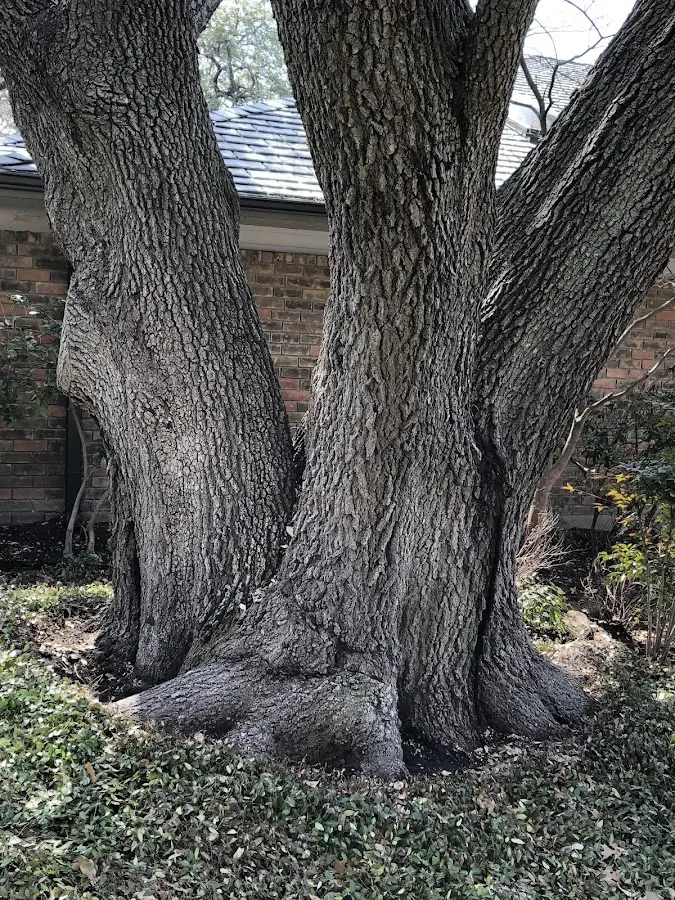 Mature heritage tree close to a Newtonia property cared for by certified arborists
